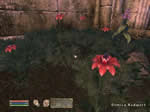 Mages Guild rewort flower
